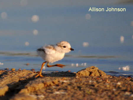 Tern and Plover Conservation Partnership 