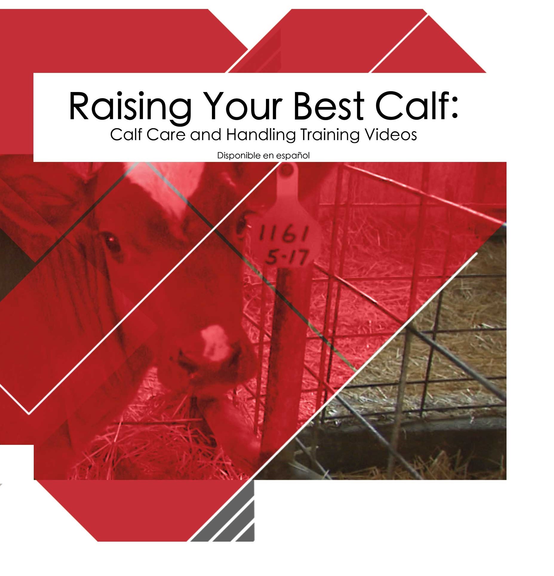 Calf Care and Handling Training Videos