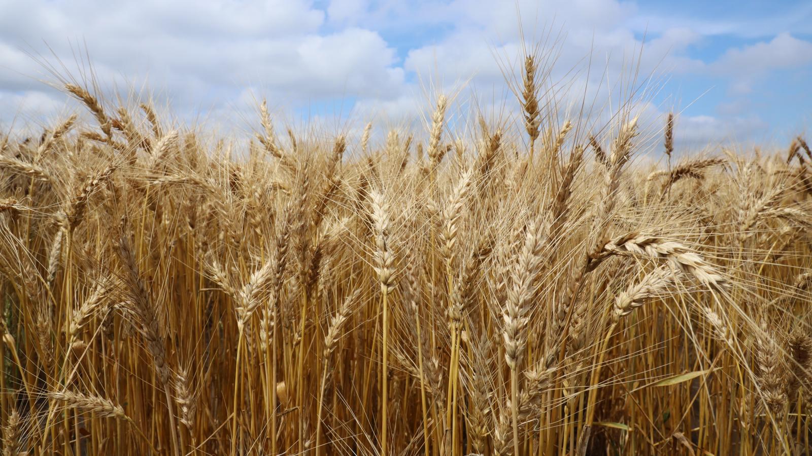 2021 Crop Production Clinics