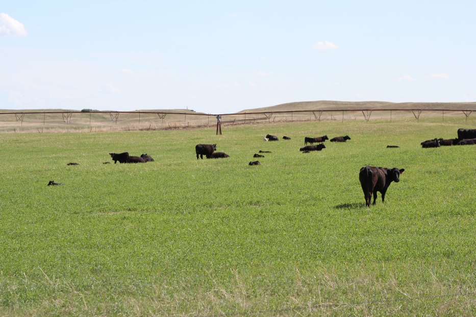 Strengthening Nebraska's Agricultural Economy