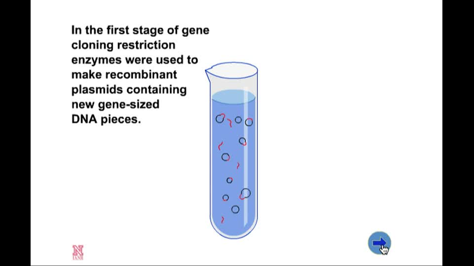 gene cloning animation