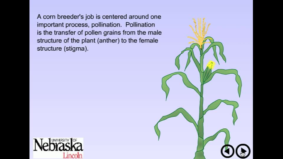 Corn Breeding: Types of Cultivars Media - passel