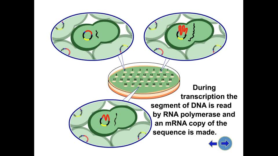 gene cloning animation