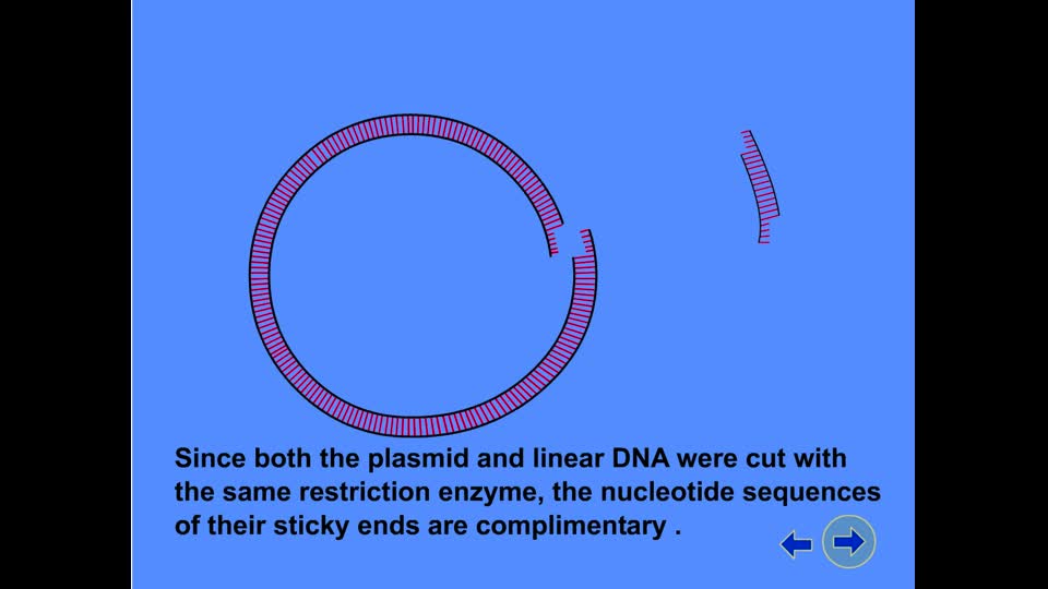 gene cloning animation