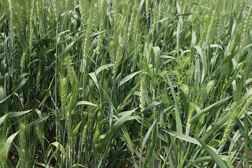 An early look at wheat variety trail results