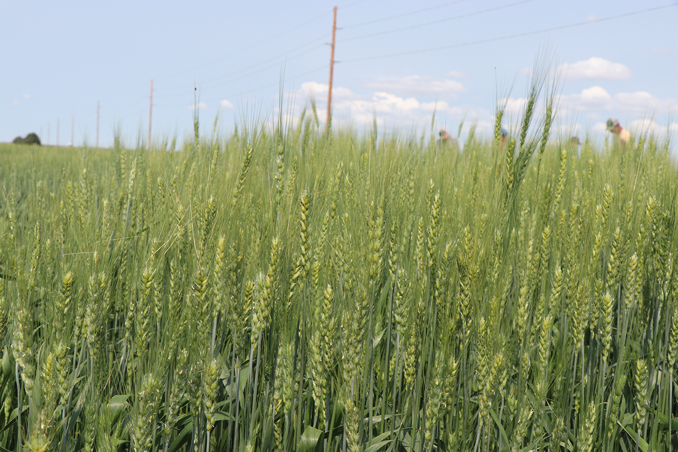 Wheat conditions heading into winter