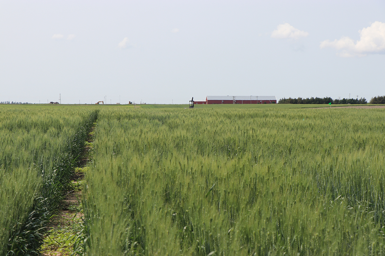 UNL HPAL looks at wheat cropping systems