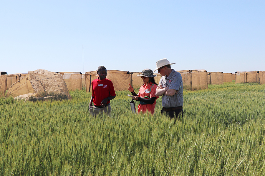 Nebraska wheat sees variety of diseases across Nebraska