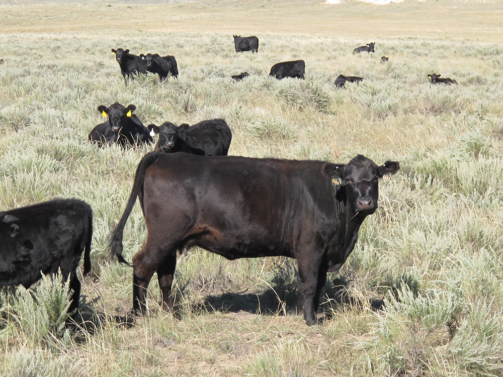 The choice of supplementing or not for summer grazing yearlings