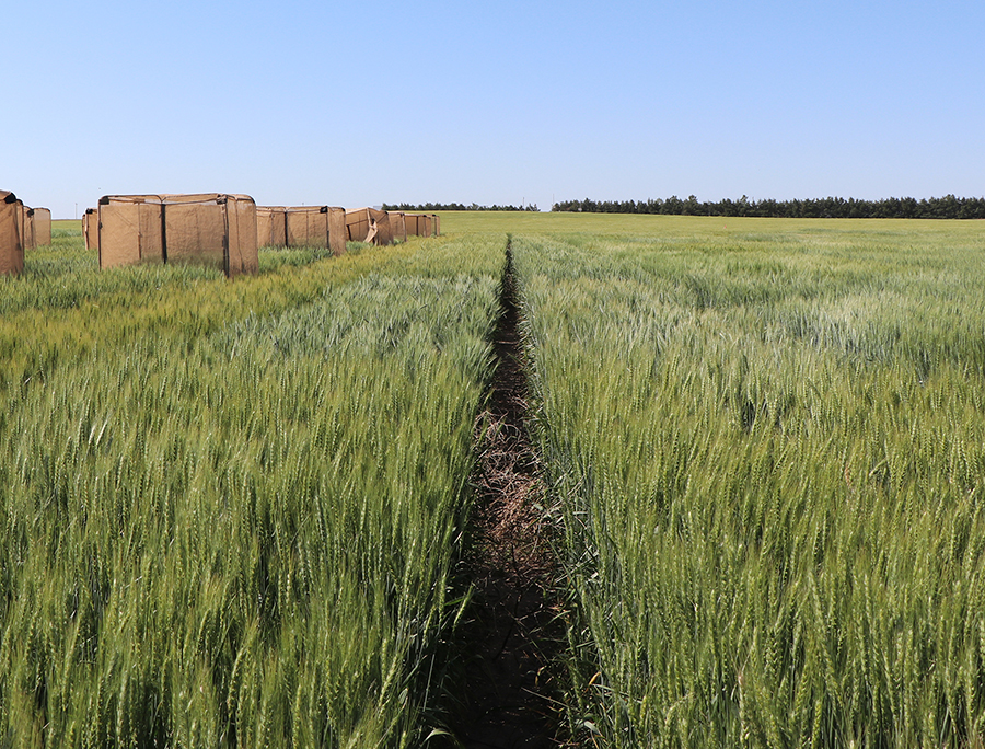 New wheat variety release scheduled for fall