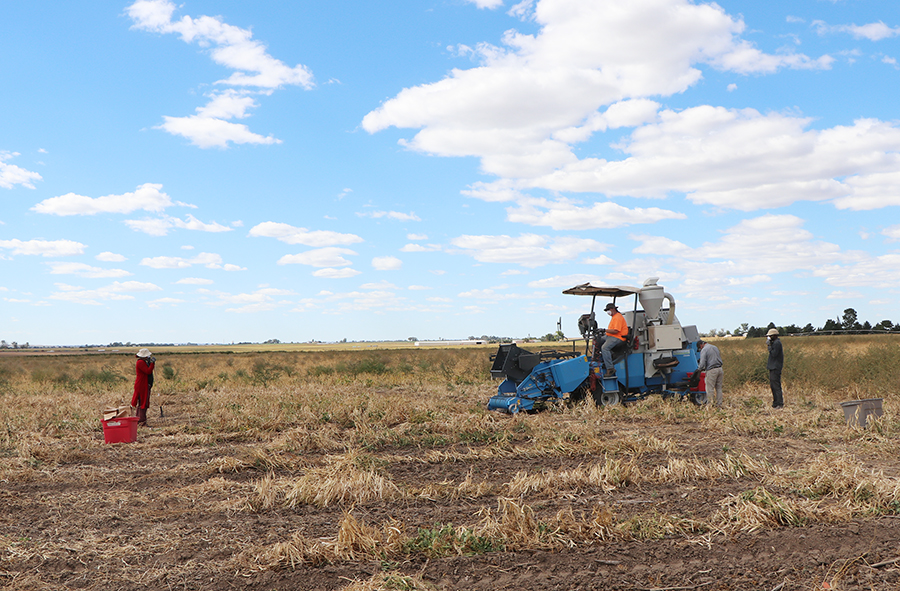 Harvest at Panhandle Research Extension and Education Center