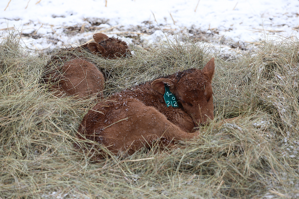 Calving webinars and workshops offered in 2025