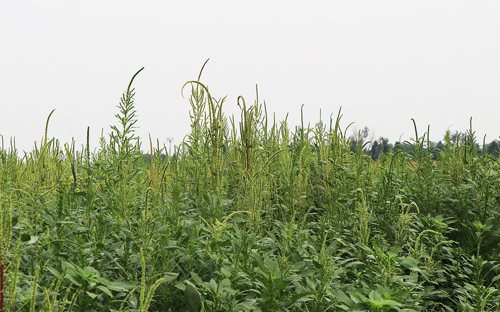 Pesticide applicator training offered in Scottsbluff