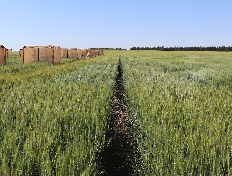 Researcher looks at behaviour of wheat and sawfly