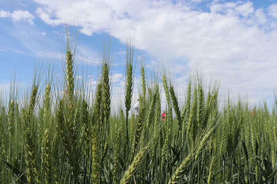 Wheat Variety Tours held across Nebraska