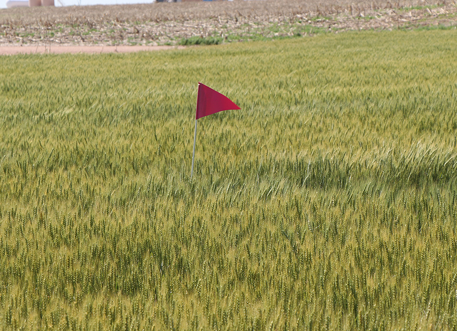 Wheat update as harvest begins