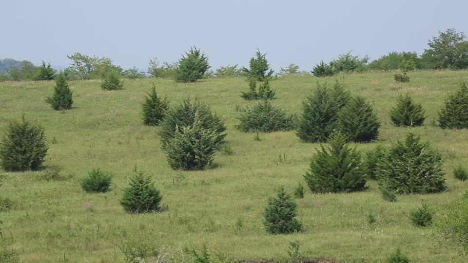 Tree Invasion Threatens Grasslands
