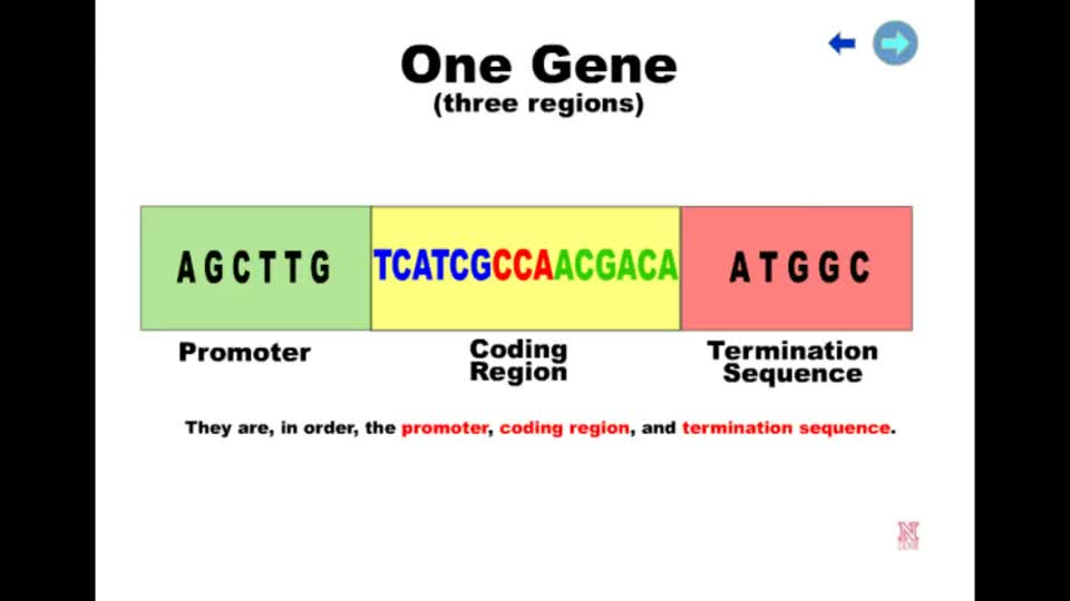 Gene Regions
