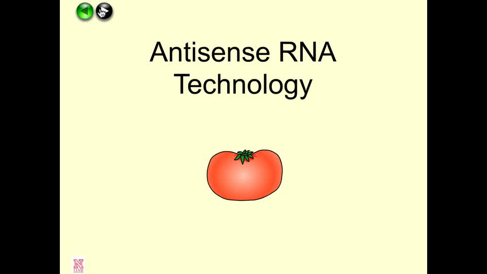 Antisense RNA Technology | MediaHub | University of Nebraska-Lincoln