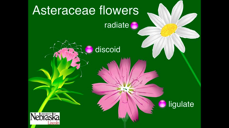 Asteraceae Flowers