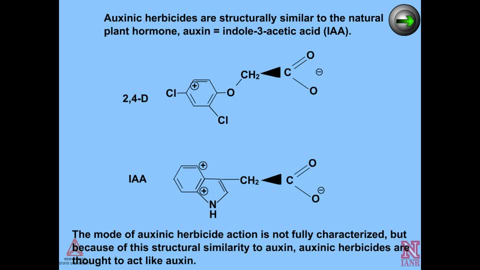 Auxin and Auxinic Herbicide Mechanisms of Action