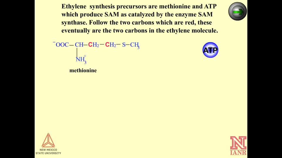 Ethylene Synthesis
