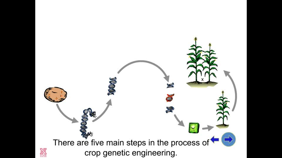Overview of Crop Genetic Engineering
