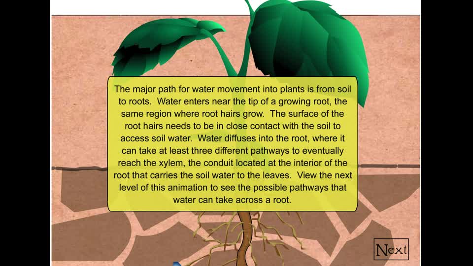 Water movement through roots