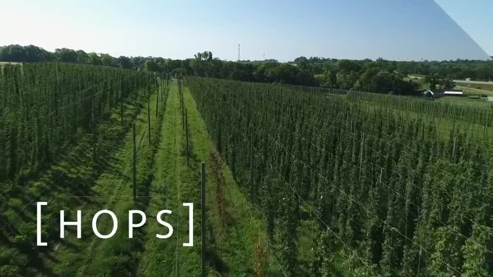 Sensitive Crops: Hops