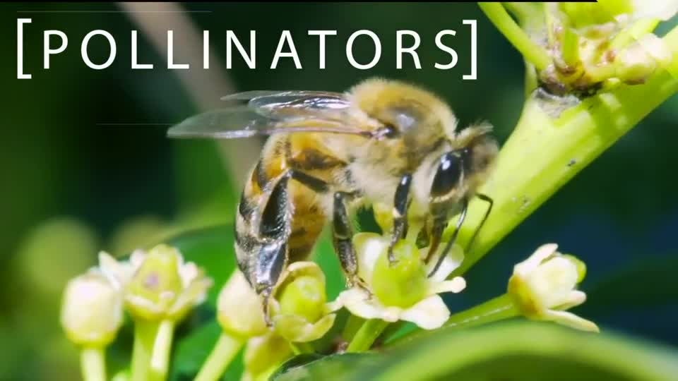 Sensitive Sites: Pollinators