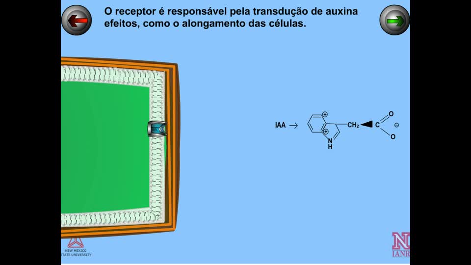 Auxina e Herbicida Auxínico Mecanismos de Açao