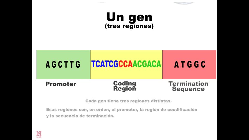Codificación de los Genes