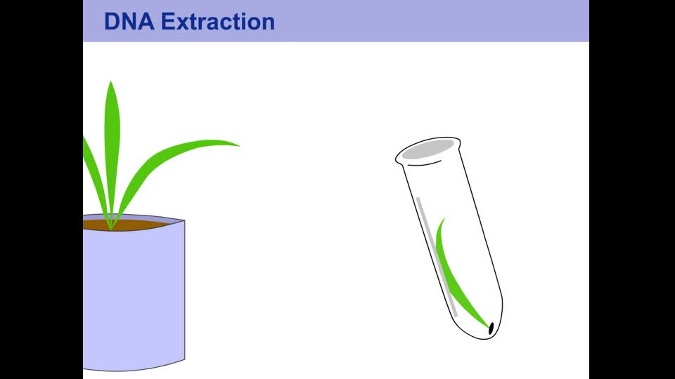 DNA Extraction for Plants