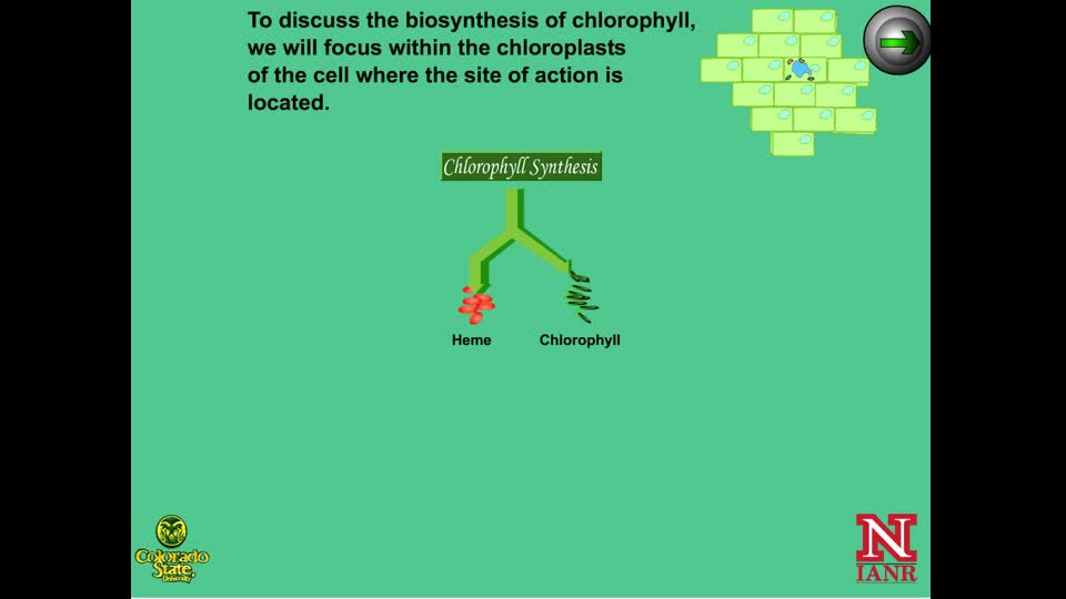Herbicide Affects on the Chlorophyll Pathway