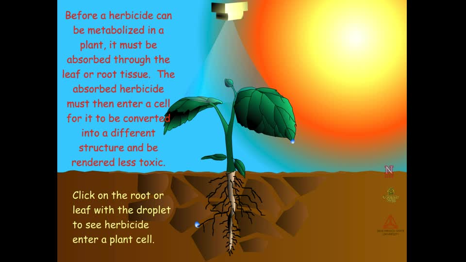 Herbicide Metabolism - Overall