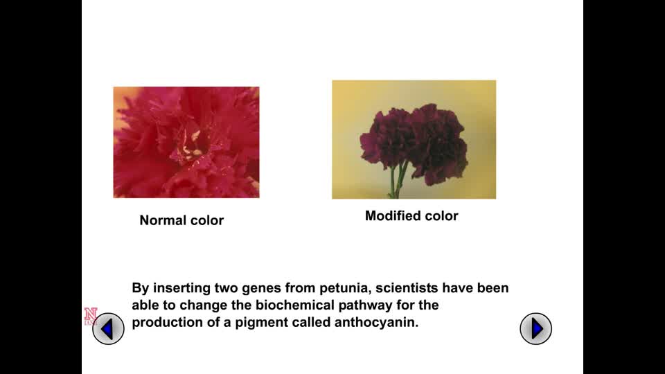 Modifying Carnation Flower Color through Biotechnology