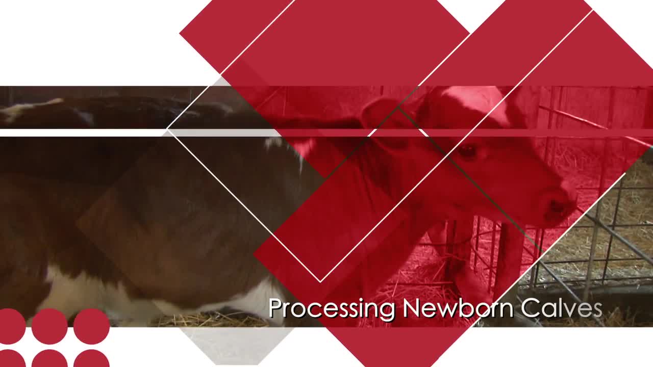 Newborn Calf Care: Processing Newborn Calves