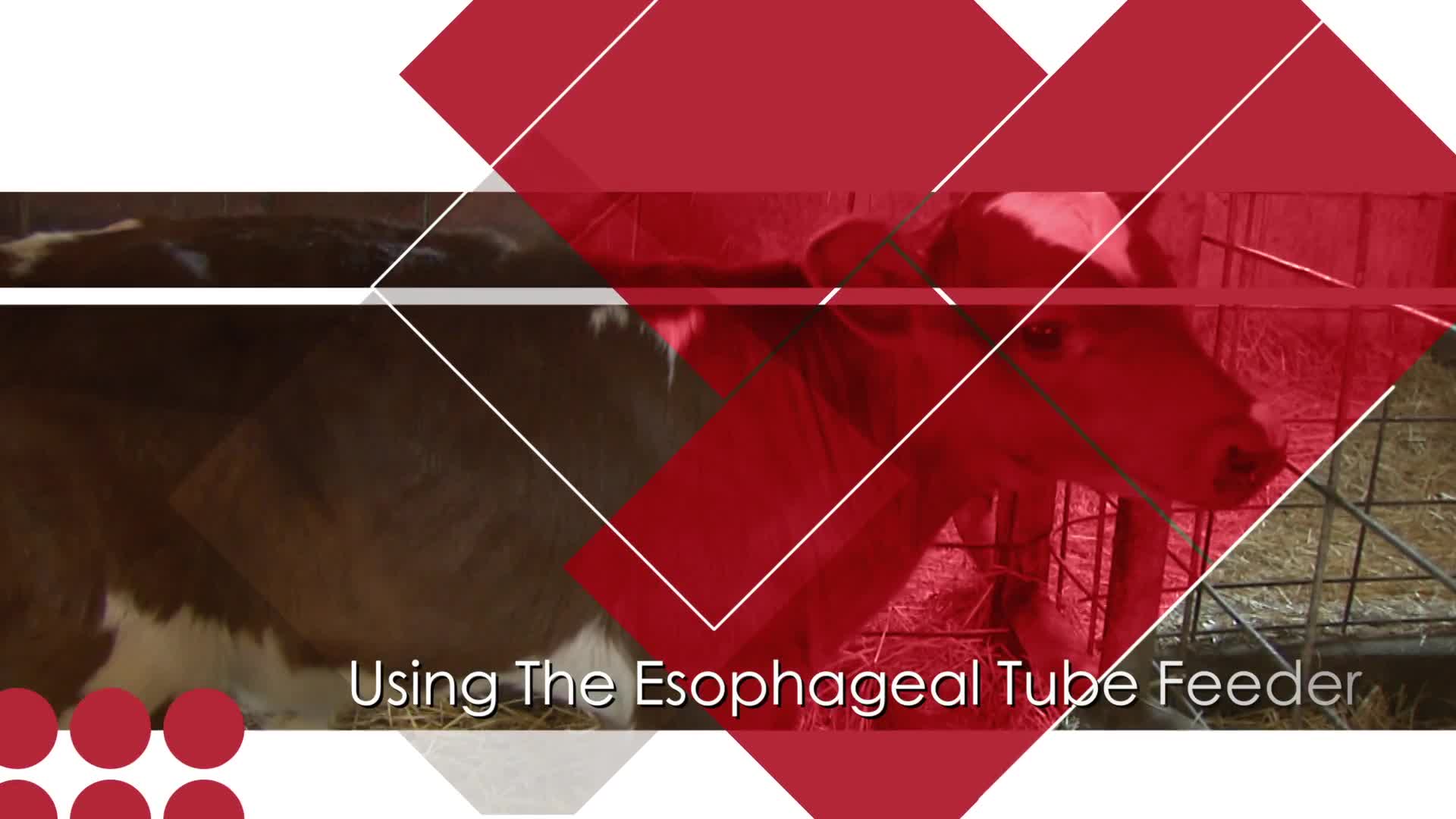 Newborn Calf Care: Using the Esophageal Tube Feeder