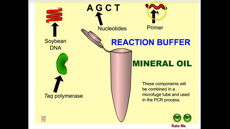 Polymerase Chain Reaction (PCR) in Plants