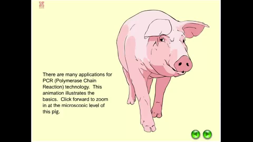 Polymerase Chain Reaction (PCR) in Pigs