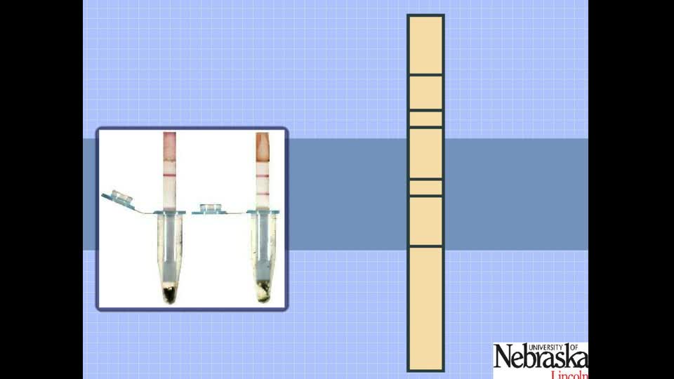 Lateral Flow Strip Test