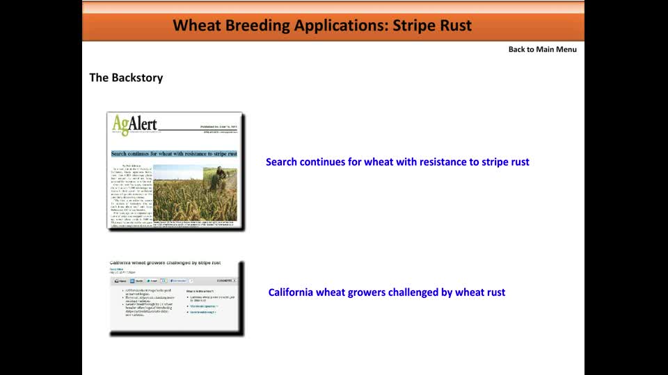 Wheat Breeding Applications-Stripe Rust