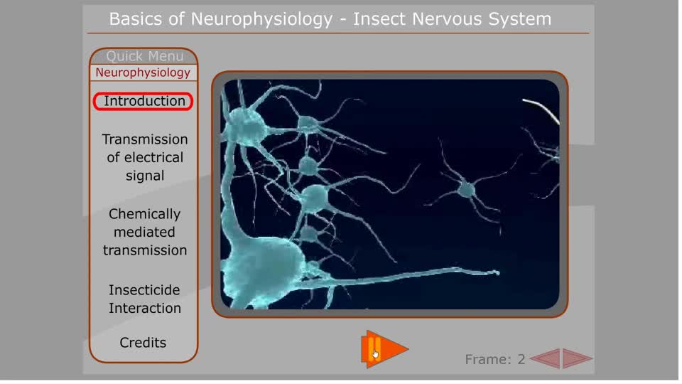 Insect Nervous System Animation