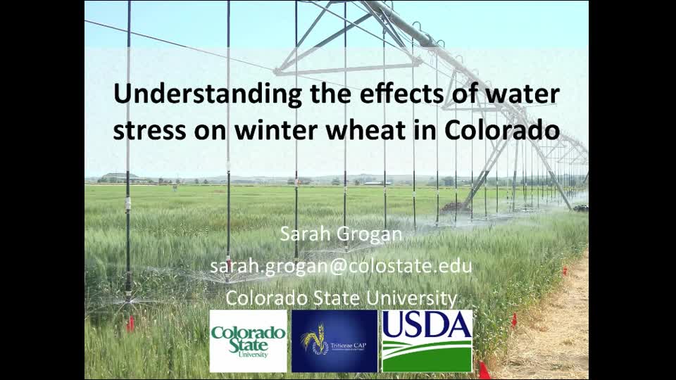 Understanding the effects of water stress on winter wheat in Colorado