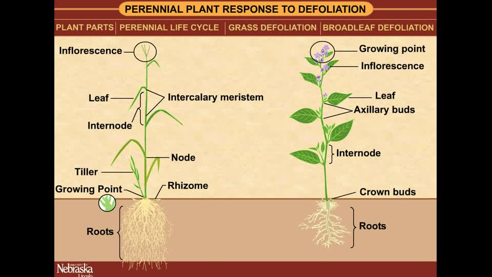 Perennial Plant Response to Defoliation