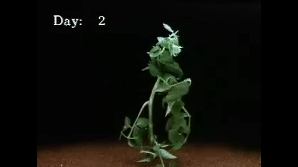 Tomato sprayed with 2,4-D