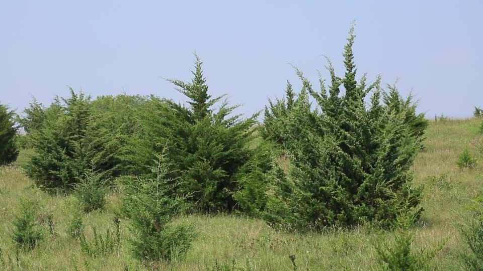 How Does Cedar Impact Wildlife in the Great Plains?