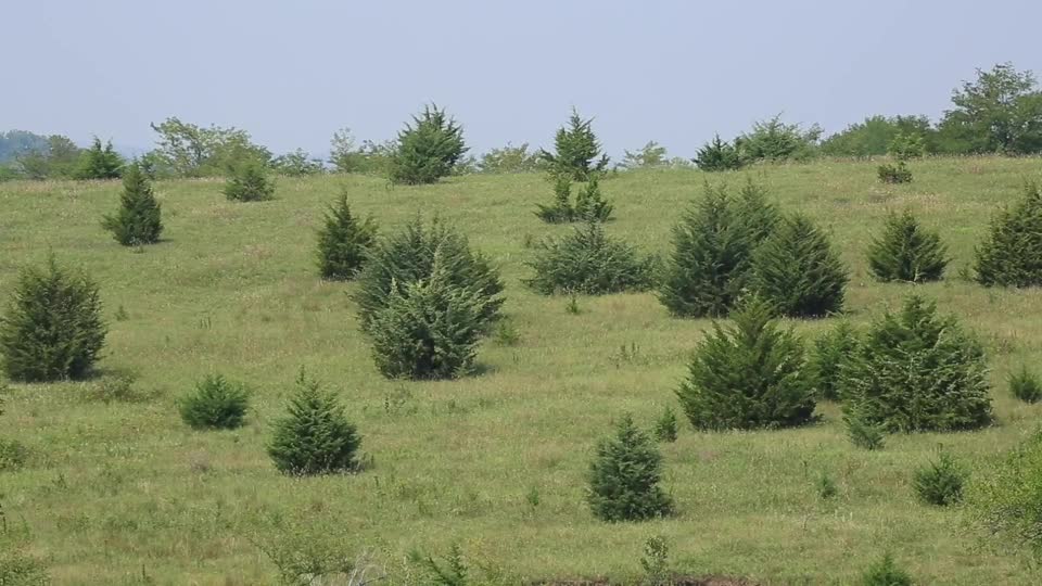 Does it Require Wildfire to Kill Eastern Redcedar?