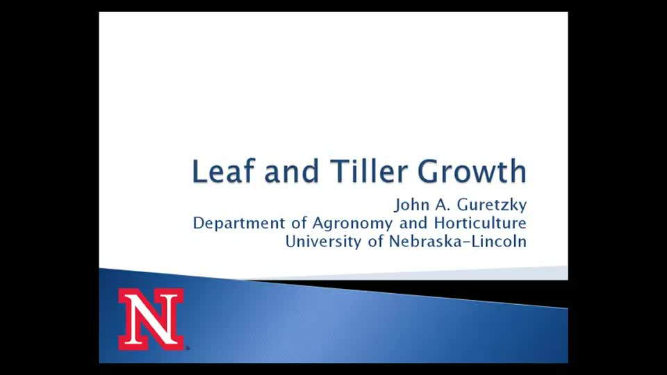 Leaf and Tiller Growth