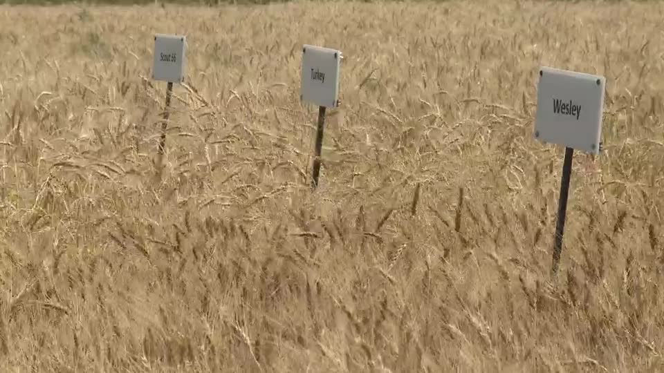 Developing Hybrid Wheat